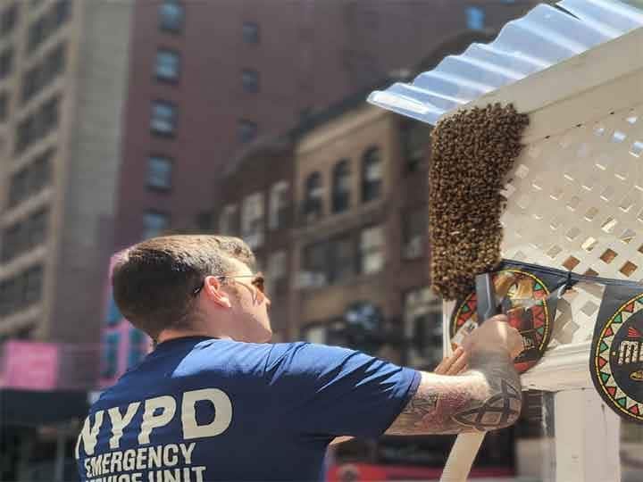New York: न्यूयॉर्क पुलिस ने टाइम्स स्क्वायर रेस्टोरेंट से 2,000 मधुमक्खियों को हटाया, जानें क्या है पूरा मामला?