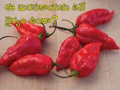 Ghost Pepper: రాకాసి మిరపకాయ, ప్రపంచంలోనే అత్యంత స్పైసీ మిర్చి, అస్సామీల పళ్లెంలో ఇది ఉండాల్సిందే