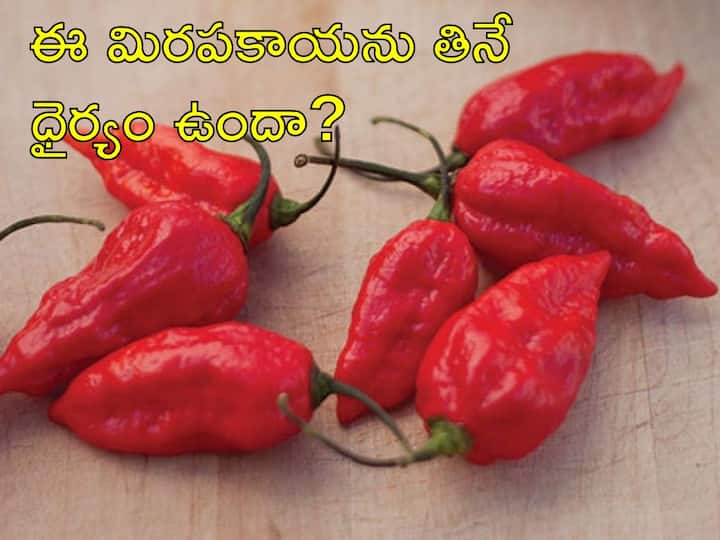 Bhut Jolokia, the most spicy chilli in the world, is a must have in Assamese dishes. Ghost Pepper: రాకాసి మిరపకాయ, ప్రపంచంలోనే అత్యంత స్పైసీ మిర్చి, అస్సామీల పళ్లెంలో ఇది ఉండాల్సిందే