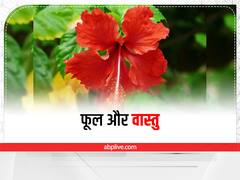 Hibiscus Flower Benefit: गुड़हल के फूल के 5 अचूक फायदे, इस तरह करें इस्तेमाल
