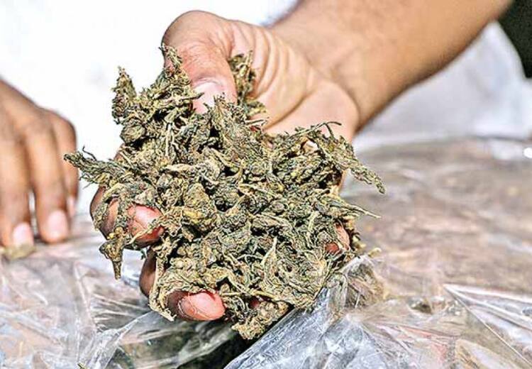 Madurai Police disables around 5.5 Crore Rupees of assets of peddlers who sold marijuana மதுரையில் கஞ்சா விற்பனை.. மூவர் கைது.. சொத்துகள் முடக்கம்! - அறிக்கை வெளியிட்ட போலீஸ்!