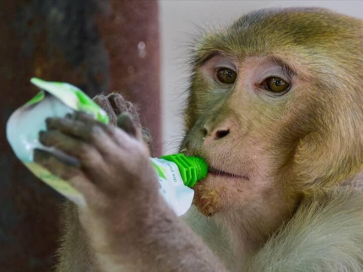 Brazil News: हाथ में चाकू लिए सरेआम घूम रहा बंदर, डर से घरों में कैद हुए लोग Monkey roaming freely with knife in hand people imprisoned in homes due to fear in brazil Brazil News: हाथ में चाकू लिए सरेआम घूम रहा बंदर, डर से घरों में कैद हुए लोग