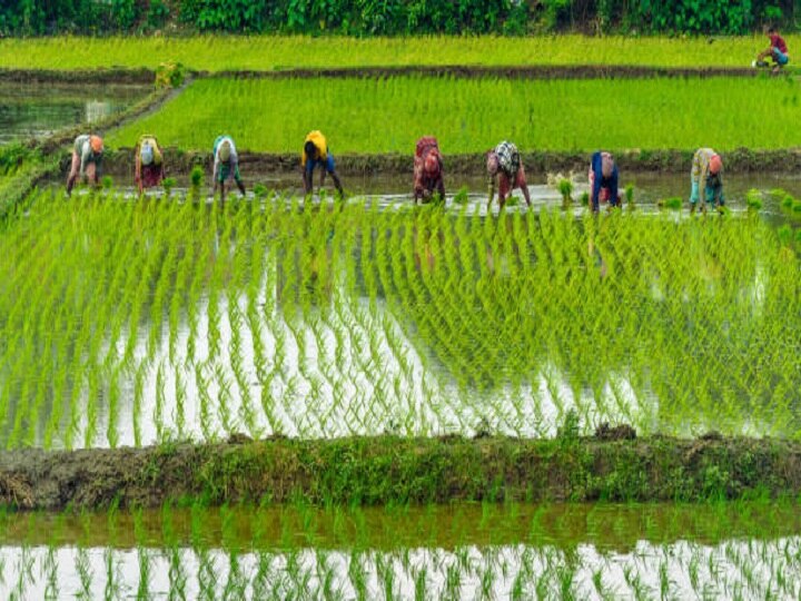 Monsoon 2022: कमजोर मानसून से परेशान हुए धान के किसान, बिना बारिश कैसे करेंगे फसलों की बुवाई-रोपाई