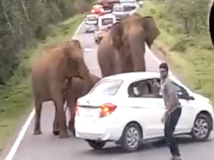 Elephants People Behaviour Angry Chases Tourist Vehicle In Viral Video IAS officer Supriya Sahu Karnataka 'Barbaric Behaviour': IAS Officer Shares Video Showing Elephants Charging At Car Blocking Their Path
