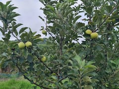 Jashpur News: जशपुर में चाय, स्ट्रॉबेरी और काजू के बाद अब सेब की खेती की है तैयारी, हो सकती है बंपर कमाई