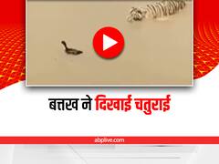 Watch: बत्तख का शिकार करने के लिए चालाकी से आगे बढ़ रहा था बाघ, तभी हुआ कुछ ऐसा…