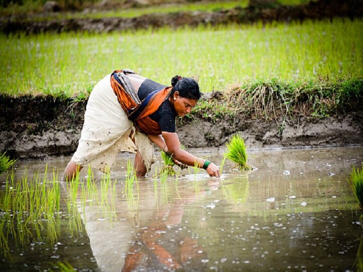 Monsoon 2022: कमजोर मानसून से परेशान हुए धान के किसान, बिना बारिश कैसे करेंगे फसलों की बुवाई-रोपाई