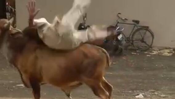 સળી કરતાં દારૂડિયાને આખલાએ પાછળથી શિંગડા મારીને ઉલાળ્યો ને પટક્યો..., જુઓ વીડિયો