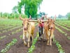 Intensive Farming: छोटी जमीन पर कम पानी में होगी ज्यादा मुनाफे वाली खेती, जानें कैसे छोटे किसानों के लिये फायदेमंद है गहन खेती