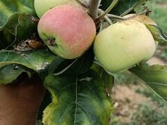 Apple Market: शिमला फल मंडी में सेब ने दी दस्तक, सूखे मौसम की मार नहीं मिल रहे उचित दाम