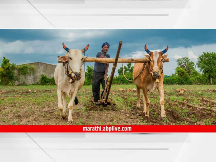 Maharashtra  expected rainfall not  in June Vidarbha received less rainfall Maharashtra Monsoon : महाराष्ट्रात जूनमध्ये अपेक्षित पाऊस नाहीच, विदर्भात कमी पावसाची नोंद; शेतीला मोठा फटका