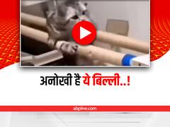 बिल्ली ने किया Gymnastic, वीडियो देख हैरान रह गई इंटरनेट की जनता