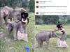 Watch: Baby Elephant's Playful Moments With Model Visiting Thailand Sanctuary