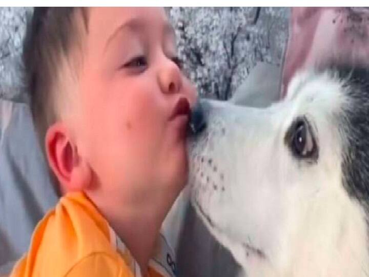 இதுவல்லவா அன்பு! இணையத்தில் வைரலாகும் ஹஸ்கி நாய்க்குட்டி வீடியோ! Awwdorable video of husky snuggling and cuddling with a toddler goes viral இதுவல்லவா அன்பு! இணையத்தில் வைரலாகும் ஹஸ்கி நாய்க்குட்டி வீடியோ!