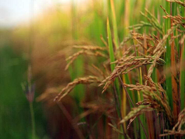 Know the benefits of cultivating flood resistant variety red rice with Sahyadri Panchmukhi Rice Farming: बाढ़ में खराब नहीं होगी धान की ये फसल, मिलेगी ज्यादा पैदावार, जानिये चावल की चमत्कारी किस्म के बारे में