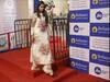 Isha Ambani: ரிலையன்ஸ் ரீடெய்ல் குழுமத்தின் தலைவராகிறார் முகேஷ் அம்பானி மகள் இஷா.. விரைவில் வருகிறது அறிவிப்பு..