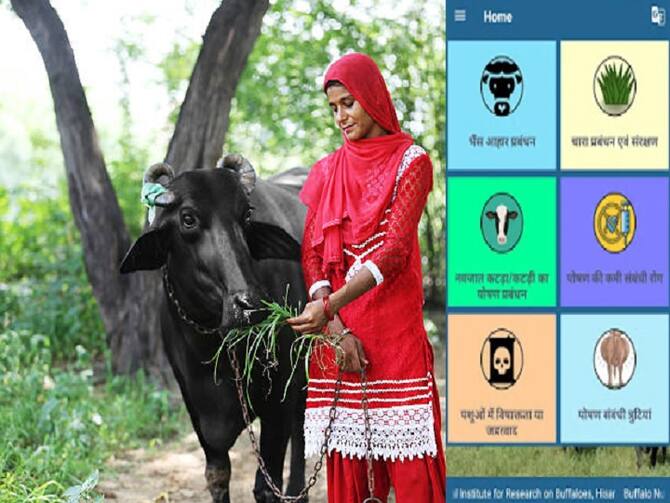Ask Bufello Nutrition App About Buffalo Feed & Animal Nutritional Fodder | Buffalo Nutrition App: भैंस को कितना पशु आहार खिलाना है, इस मोबाइल एप से पूछिए Ask Bufello Nutrition App About Buffalo Feed & Animal Nutritional Fodder | Buffalo Nutrition App: भैंस को कितना पशु आहार खिलाना है, इस मोबाइल एप से पूछिए
