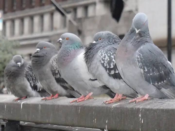 புறாக்களின் எச்சத்தால் நுரையீரல் நோயா? உயிருக்கு வேட்டு வைக்கும் புறாக்கள்.. எப்படி தெரியுமா?