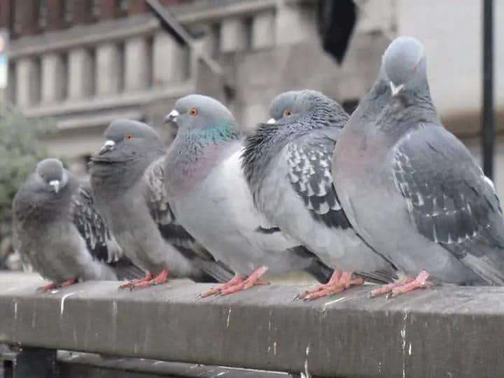 all you know about is pigeons are how harmful to human health and how it fatal to human புறாக்களின் எச்சத்தால் நுரையீரல் நோயா? உயிருக்கு வேட்டு வைக்கும் புறாக்கள்.. எப்படி தெரியுமா?