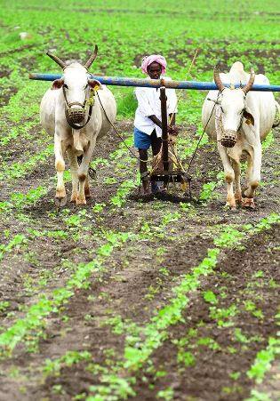 राज्यात केवळ 13 टक्के क्षेत्रावरच पेरणी