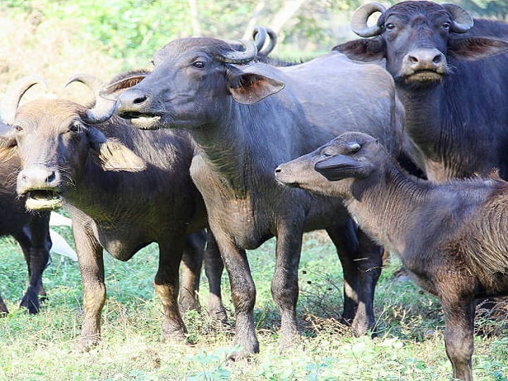 Top 5 breeds of buffalo will make high profit in the dairy Farming Buffalo Farming: डेरी बिजनेस में चार चांद लगा देंगी भैंस की टॉप 5 नस्लें, यहां जानिये इनके बारे में