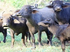 Buffalo Farming: डेरी बिजनेस में चार चांद लगा देंगी भैंस की टॉप 5 नस्लें, यहां जानिये इनके बारे में