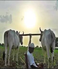 राज्यात केवळ 13 टक्के क्षेत्रावरच पेरणी