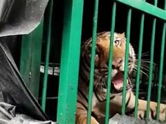 Bahraich News: दो साल से आतंक मचा रहे टाइगर को वन विभाग की टीम ने पकड़ा, एक सप्ताह में ही 3 लोगों को बना चुका है निवाला