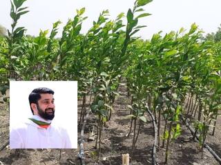 Nagpur : विदर्भातील फळउत्पादकांना मिळणार दर्जेदार रोप;  संत्रा व मोसंबी उत्पादकांना होणार लाभ