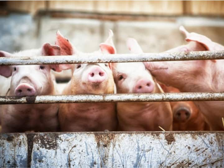 Highly Antibiotic Resistant Strain Of Methicillin Resistant Staphylococcus Aureus Found In Pigs Can Spread To Humans Highly Antibiotic-Resistant Strain Of ‘Superbug’ MRSA Found In Pigs Can Infect Humans Too: UK Study