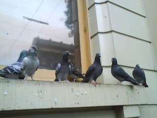 Pigeons : तुमच्या घरात, बाल्कनीत कबुतरं येतात? सतर्क व्हा! कबुतरांच्या पिसांचा आणि विष्ठेच्या मानवी आरोग्यावर परिणाम, डॉक्टर सांगतात...