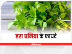 Green Coriander: तीन तरीकों से खाएं हरा धनिया, कई बीमारियों से होगा बचाव