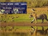 Tadoba National Park: पावसाळ्यामुळे 1 जुलैपासून ताडोबा राष्ट्रीय उद्यान पर्यटनासाठी बंद