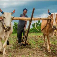 Photo : राज्यात केवळ 13 टक्के क्षेत्रावरच पेरणी