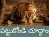 Searching For Tiger: కాకినాడజిల్లాలో తిరిగే పులి రూటు మార్చిందా? అనకాపల్లి జిల్లాలో పశువులపై దాడి ఎవరి పని?