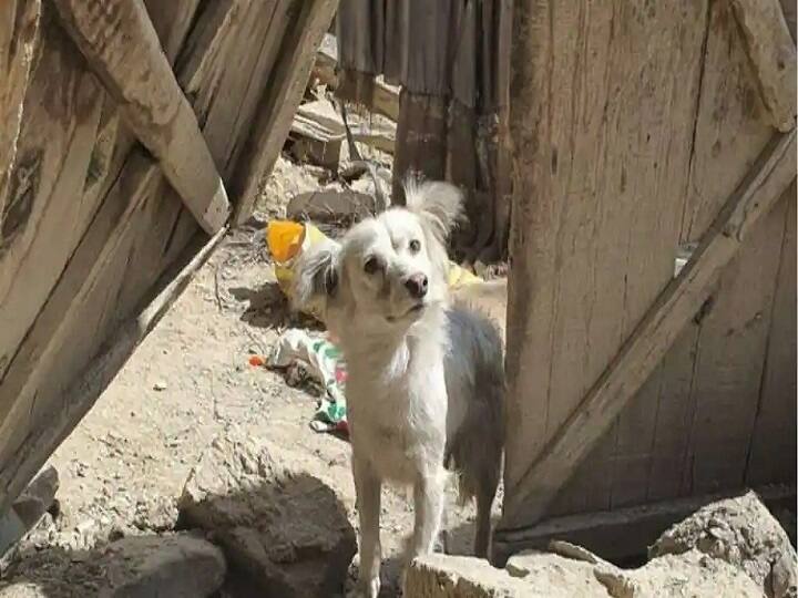 Afghanistan quake: Dog comes to departed owner's house and cries each day Afghanistan quake: ''எல்லாரும் எங்க போய்ட்டீங்க?'' - நிலநடுக்கத்தில் பலியான ஓனரின் குடும்பத்தை தேடி அலையும் நாய்!