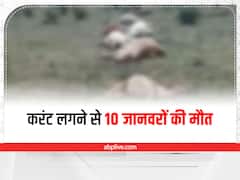 Singrauli News: करंट की चपेट में आने से 10 जानवरों की मौत, बिजली विभाग पर लापरवाही का आरोप