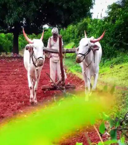 राज्यात अद्याप 87 टक्के क्षेत्रावर पेरणी बाकी आहे