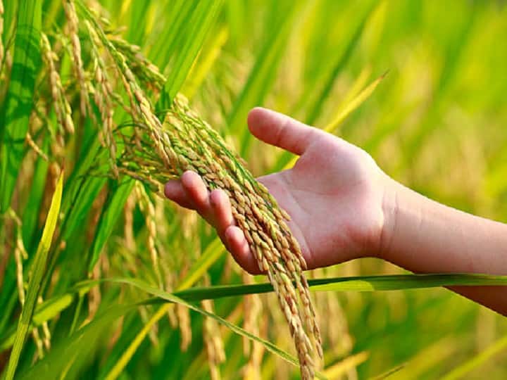 Rice production will increase and Paddy clusters will start growing rapidly by doing 5 works Rice Farming: तेजी से बढेंगे धान के कल्ले, ज्यादा पैदावार के लिये धान की फसल में जरूर करें ये 5 काम