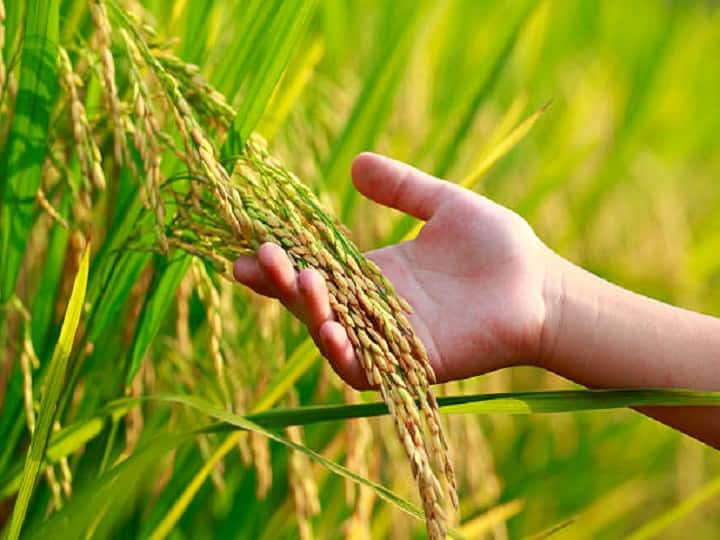 There is a rise in the prices of paddy and wheat crops in the markets of Haryana, know the latest prices here