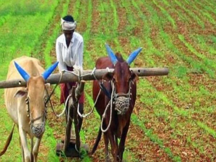 Due to lack of rain in the state, sowing has been delayed. Farmers worried in maharashtra Agriculture News : राज्यात पावसाची दडी, पेरण्या खोळंबल्यानं शेतकरी चिंतेत, मुख्यमंत्र्यांनी घेतला आढावा