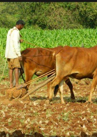 पावसान दडी मारल्यामुळं शेतकऱ्यांच्या पेरण्या खोळंबल्या