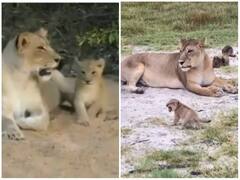 Watch: जंगल में दहाड़ मारने की कोशिश करता दिखा शेर का बच्चा, वीडियो देख पिघला यूजर्स का दिल