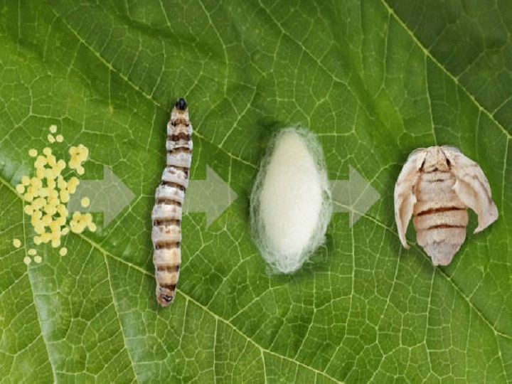 Silk Farming: कम समय में मालामाल होंगे किसान, शहतूत की खेती के साथ करें रेशम कीट पालन, यहां लें पूरी जानकारी