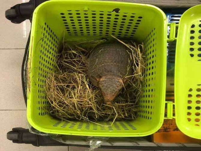 Animal Trafficking Two Indian Women Arrested At Bangkok Airport 109 Live Animals Found In Luggage | Animal Trafficking: बैंकॉक एयरपोर्ट पर दो भारतीय महिलाएं गिरफ्तार, सूटकेस में मिले 109 जीवित ... Animal Trafficking Two Indian Women Arrested At Bangkok Airport 109 Live Animals Found In Luggage | Animal Trafficking: बैंकॉक एयरपोर्ट पर दो भारतीय महिलाएं गिरफ्तार, सूटकेस में मिले 109 जीवित ...