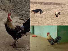 Surajpur News: कुत्ते भी डरते हैं 'जंग बहादुर' के नाम से, हैरान कर देने वाली है इस मुर्गे की वफादारी