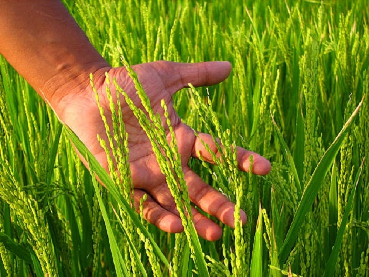 Rice Farming: तेजी से बढेंगे धान के कल्ले, ज्यादा पैदावार के लिये धान की फसल में जरूर करें ये 5 काम