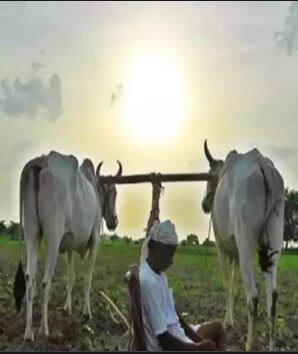 शेतकरी पेरणीसाठी सज्ज, पण पाऊस नसल्यानं चिंता वाढली