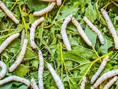 Silk Farming: कम समय में मालामाल होंगे किसान, शहतूत की खेती के साथ करें रेशम कीट पालन, यहां लें पूरी जानकारी