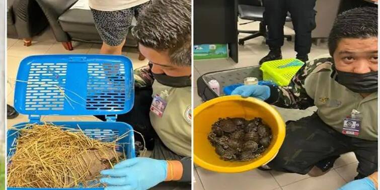 Indian Women Nabbed At Bangkok Airport For Allegedly Carrying 109 Wild Animals Indian Women Nabbed: 'লাগেজে' শতাধিক বন্যপ্রাণী, পাচারের অভিযোগে ব্যাংককে ধৃত ২ ভারতীয়